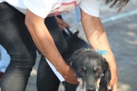 BELÉM REALIZA CAMPANHA DE VACINAÇÃO ANTIRRABICA COM DIVERSOS PONTOS DE VACINAÇÃO